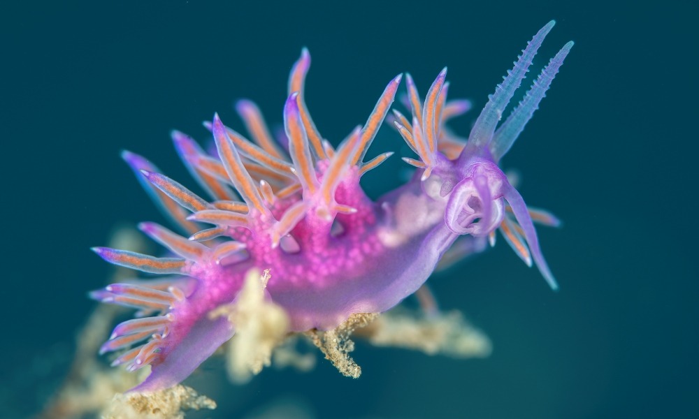 biologie-marine Biologie marine